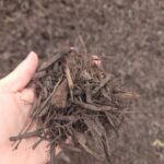 Black Mulch2
