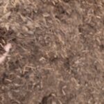 Black Mulch3