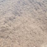 Black Mulch4